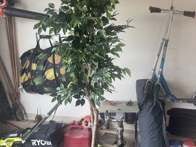 Large Artificial Ficus Tree in Woven Basket with Fake Ivy Base