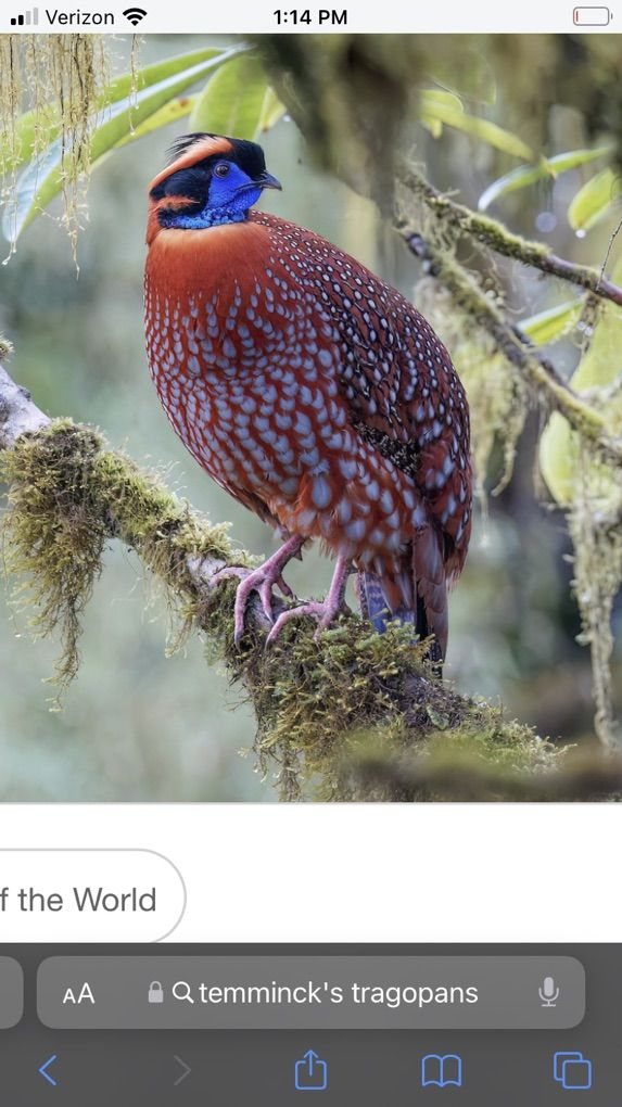 ISO Trio Or Pair Of Temnicks Tragopans Pheasants