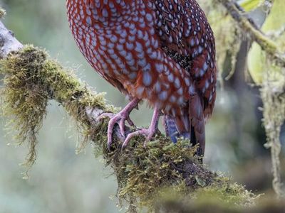 ISO Trio Or Pair Of Temnicks Tragopans Pheasants