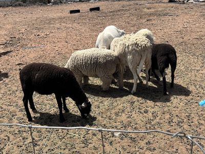 2 Katahdin Rams