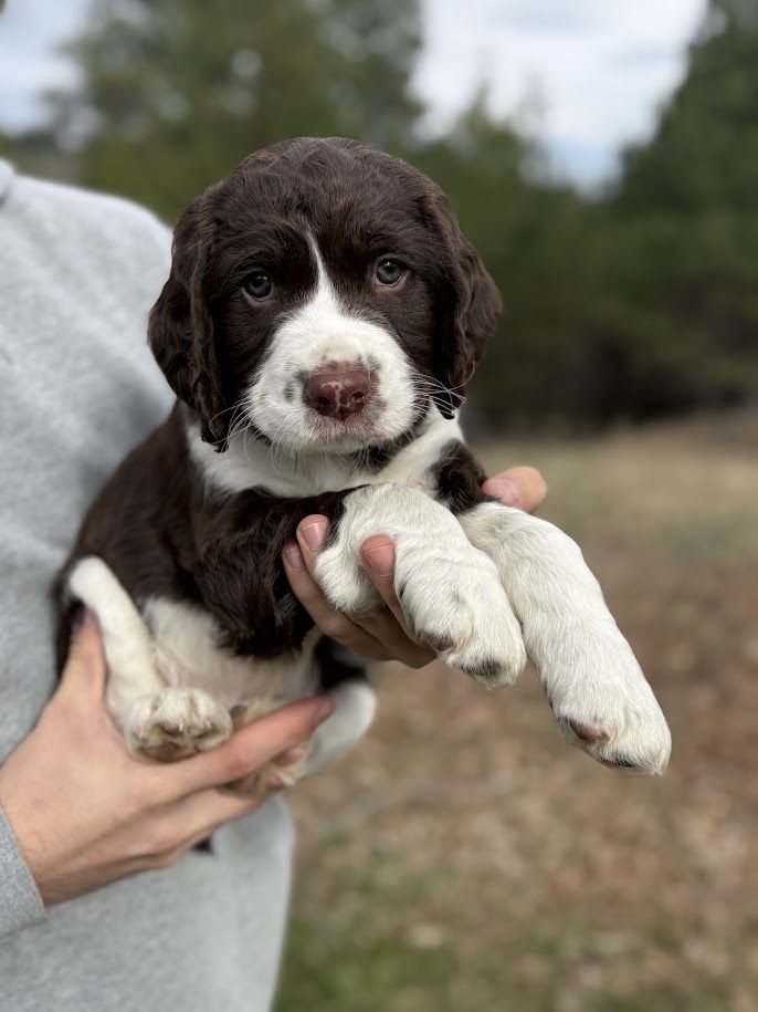 English Springer Spaniel