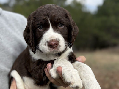 English Springer Spaniel