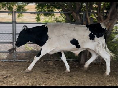 Corriente steer