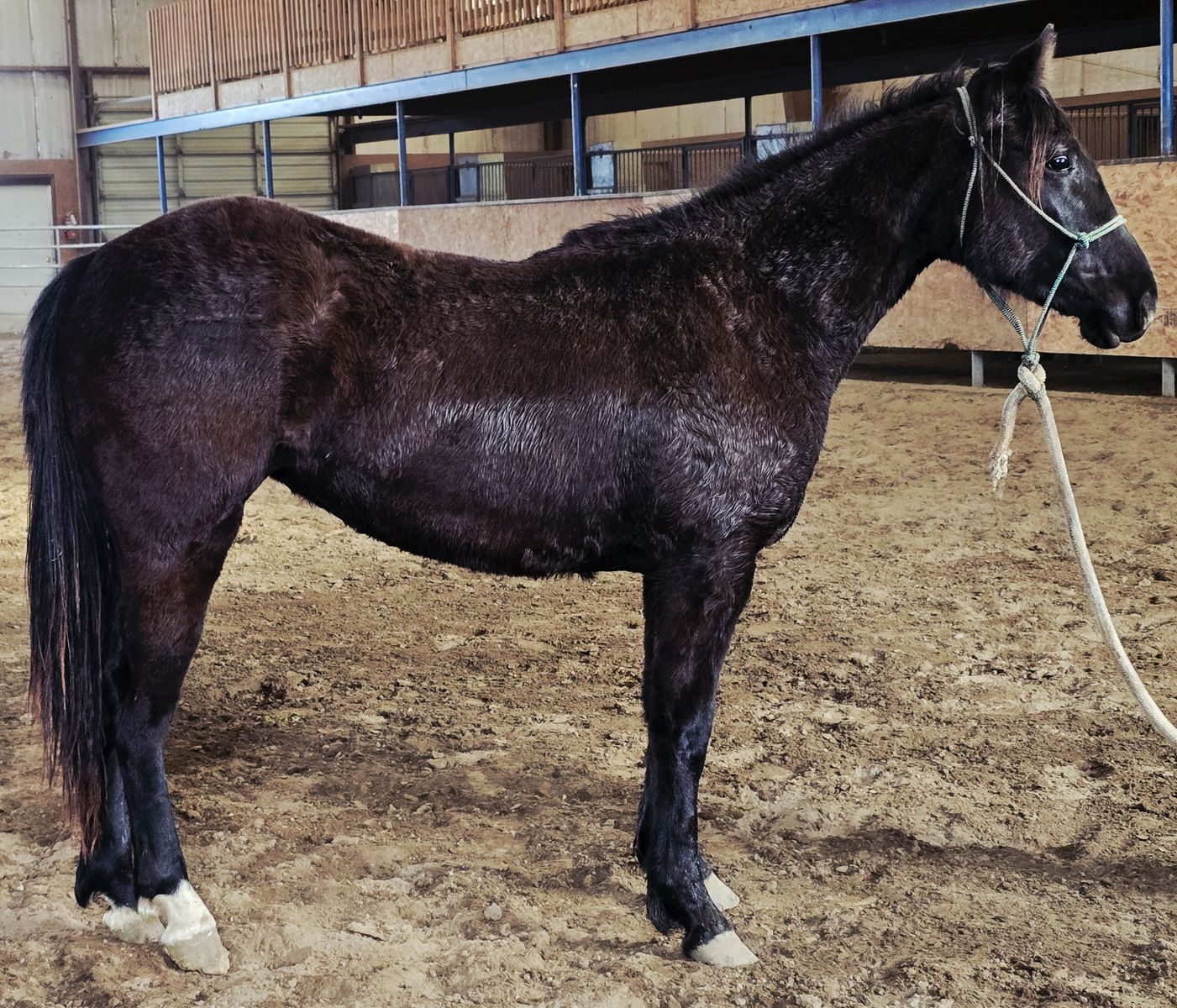 Black, Well Bred AQHA Filly