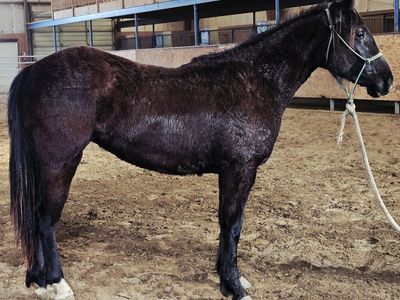 Black, Well Bred AQHA Filly