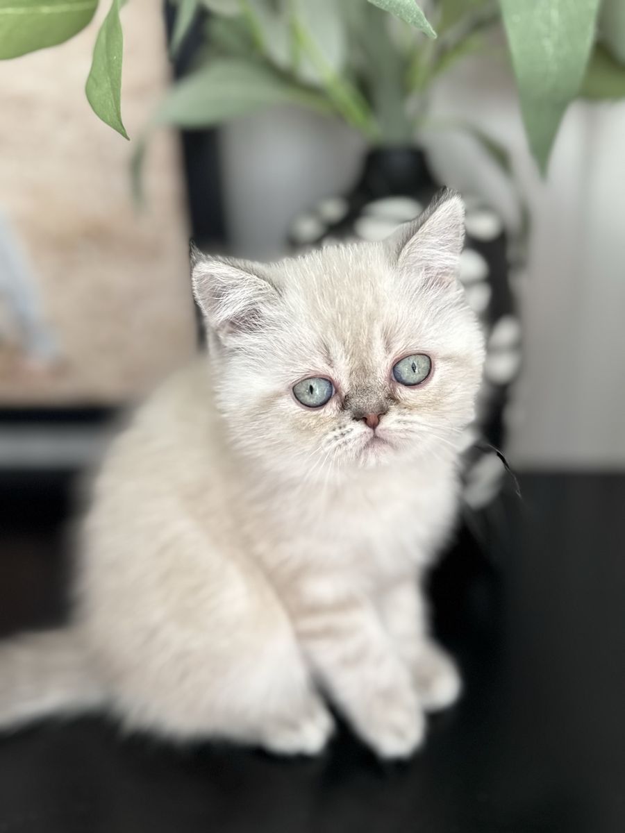 Gorgeous Persian Kitten
