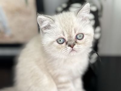 Gorgeous Persian Kitten