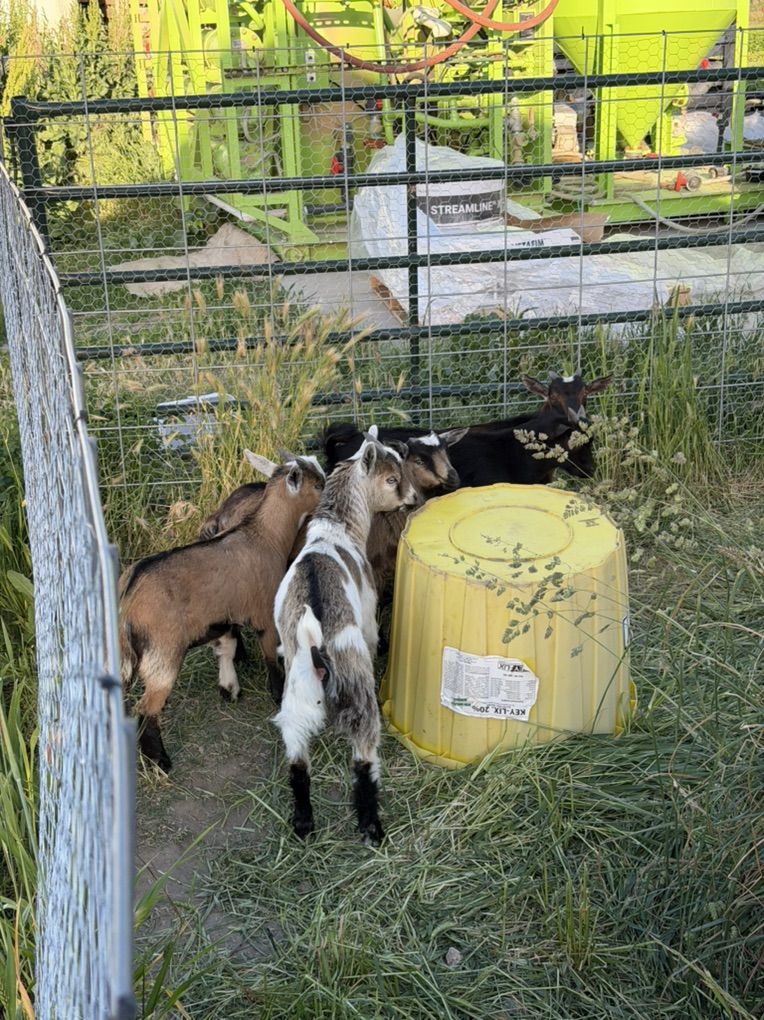Nigerian Dwarf Goats