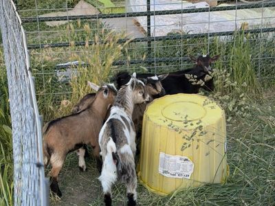 Nigerian Dwarf Goats