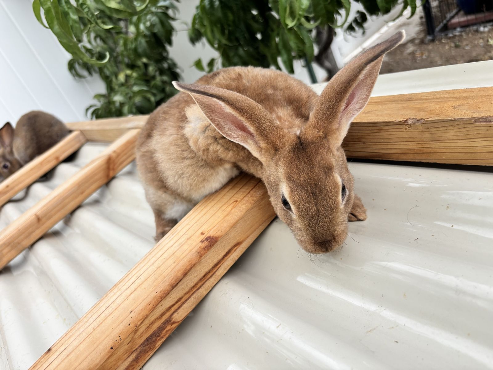 Rex rabbits now available! (standard size)