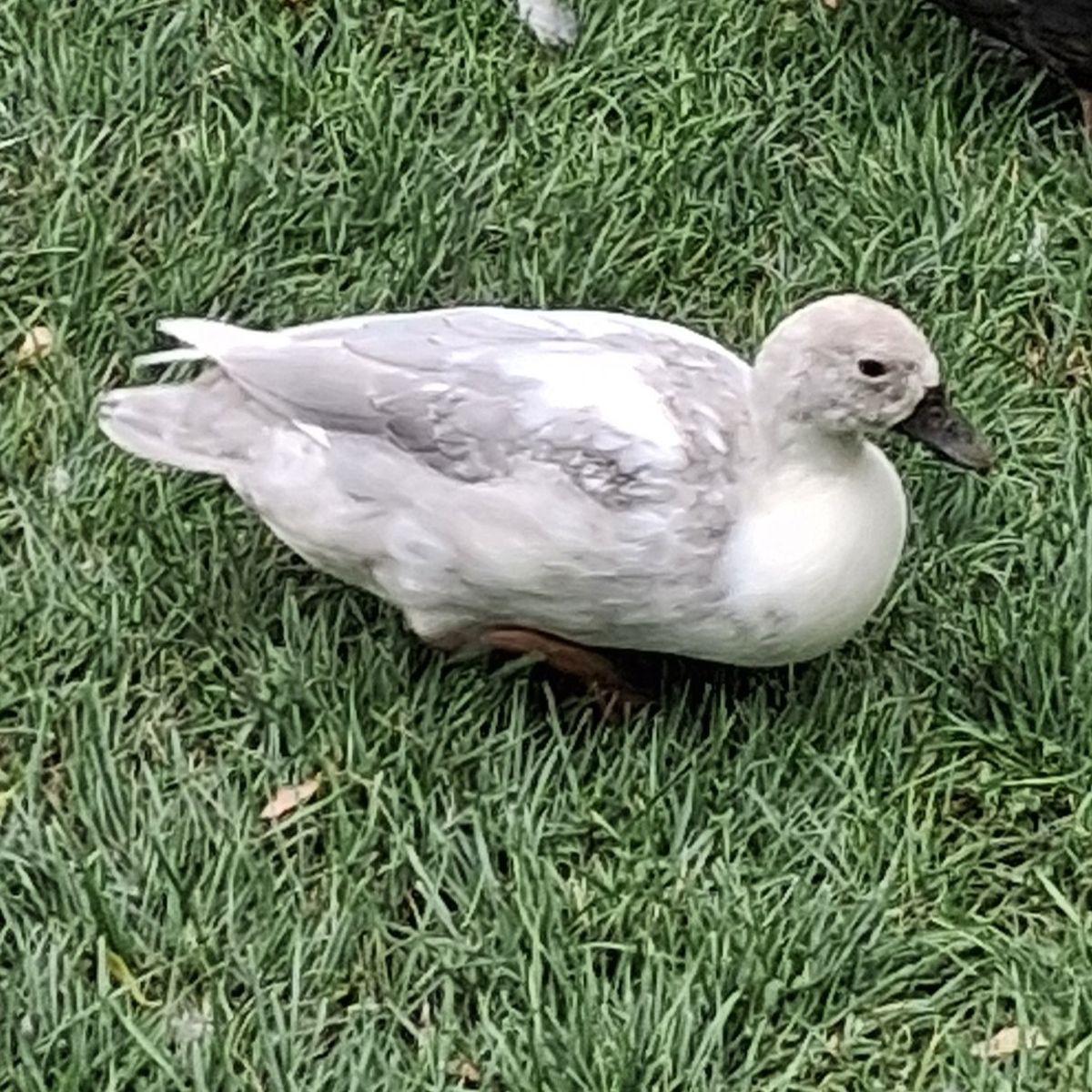 2026 CALL DUCKS AVAILABLE 