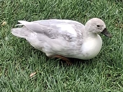 2026 CALL DUCKS AVAILABLE