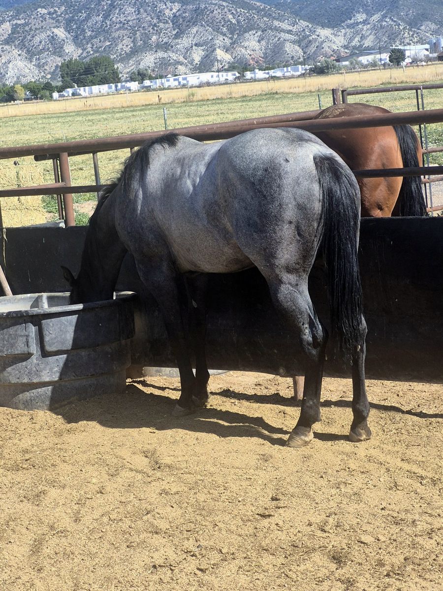 2Yr Old Well Bred Blue Roan Filly