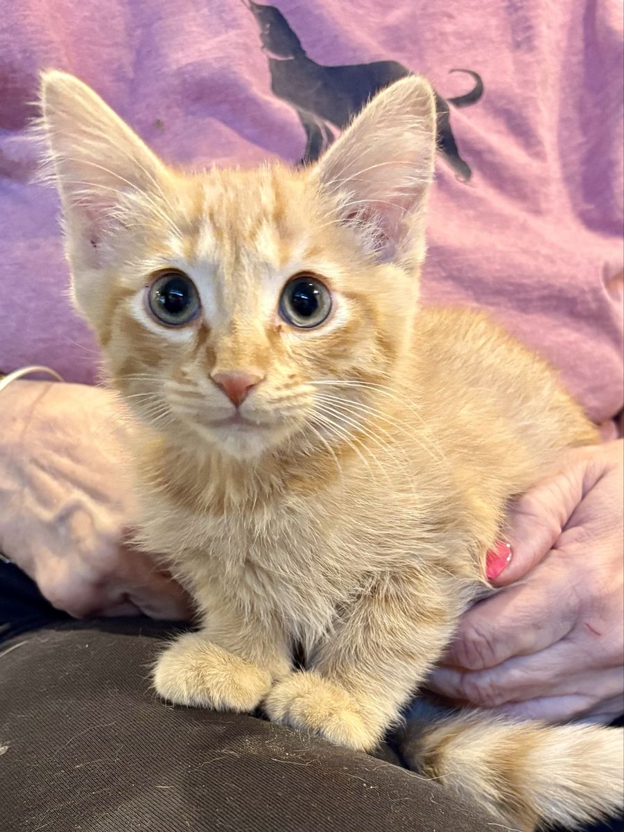 Sweet RARE Orange Medium-Hair Female Kitten 