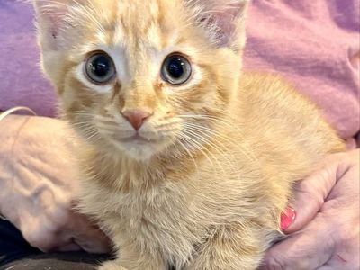 Sweet RARE Orange Medium-Hair Female Kitten
