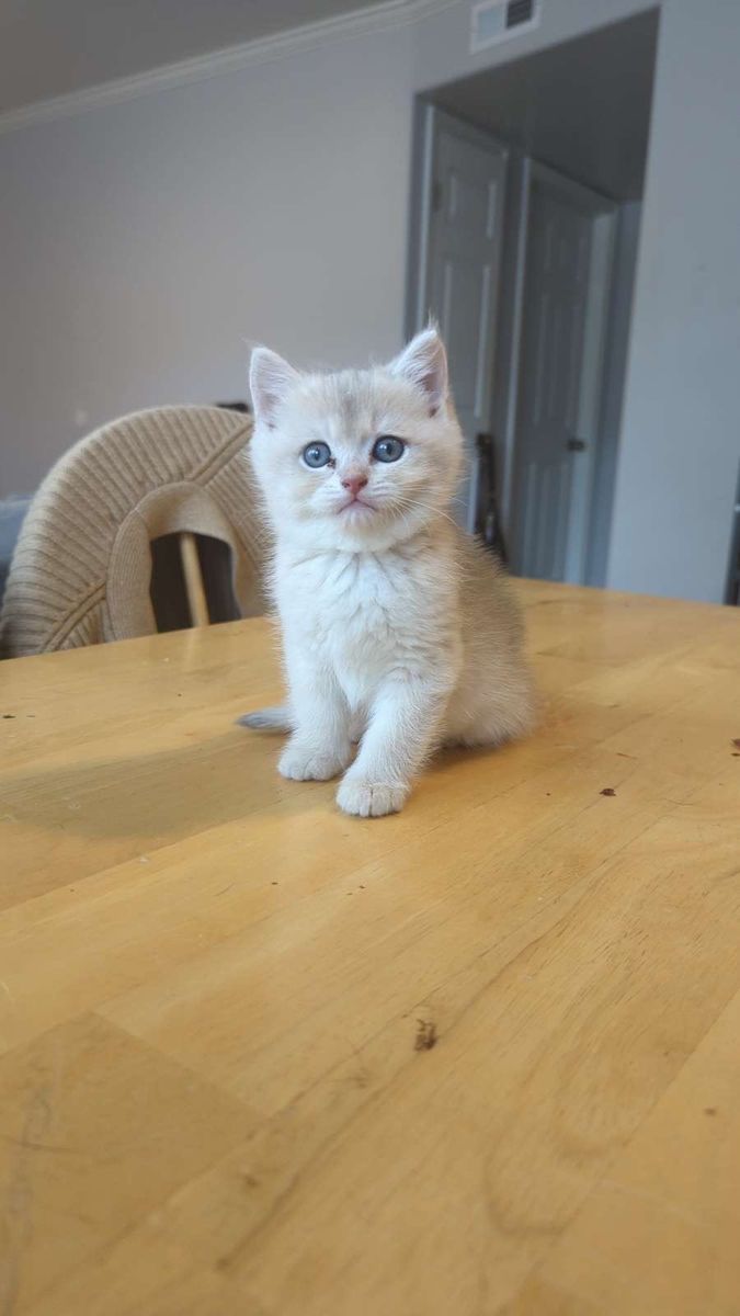 Blue Golden Shaded British Shorthair