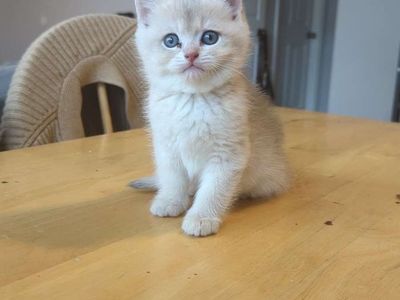 Blue Golden Shaded British Shorthair