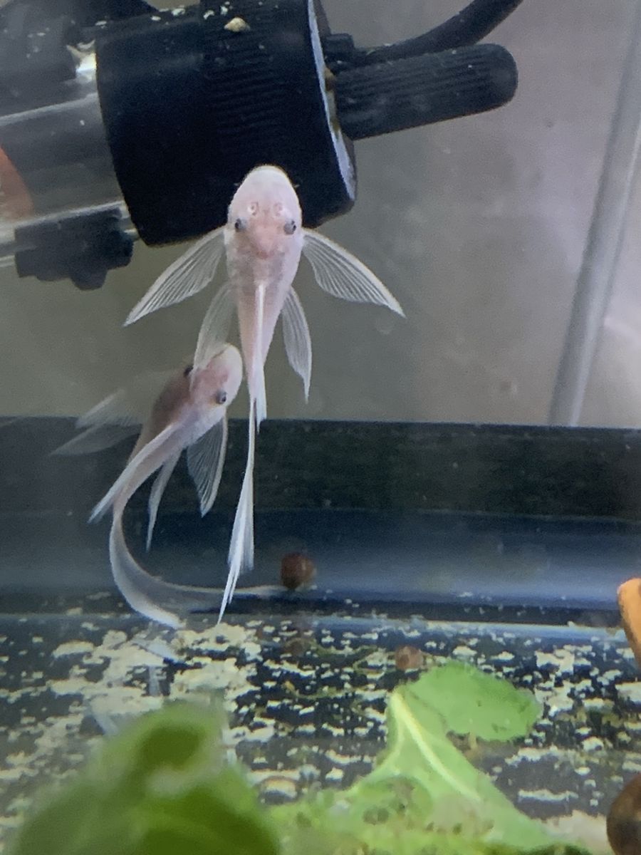 Longfin Snow White plecos