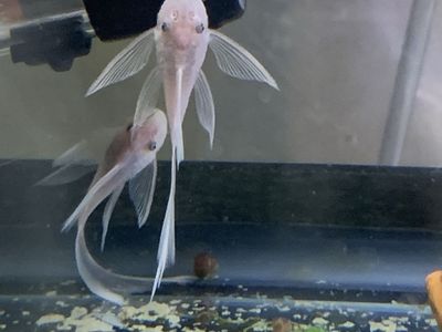 Longfin Snow White plecos