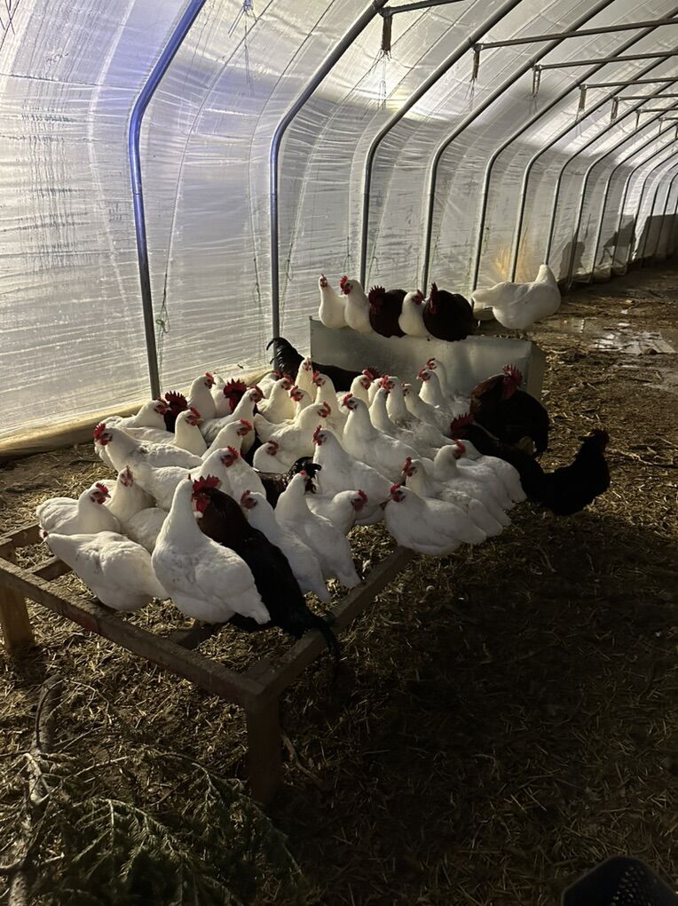 Just Starting To Lay Hens-Breeding Pairs