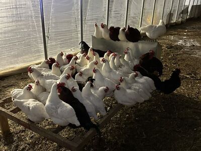 Just Starting To Lay Hens-Breeding Pairs
