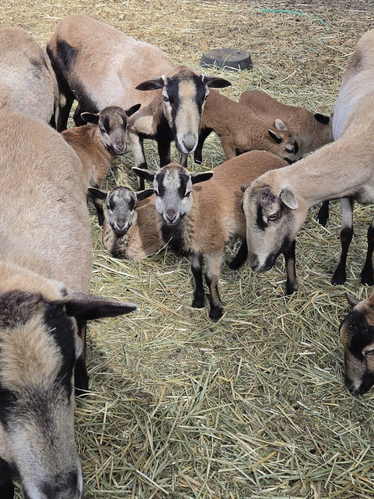 American Blackbelly Lambs