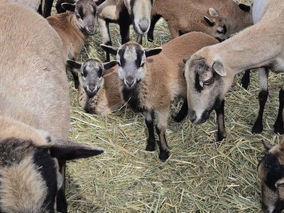 American Blackbelly Lamb