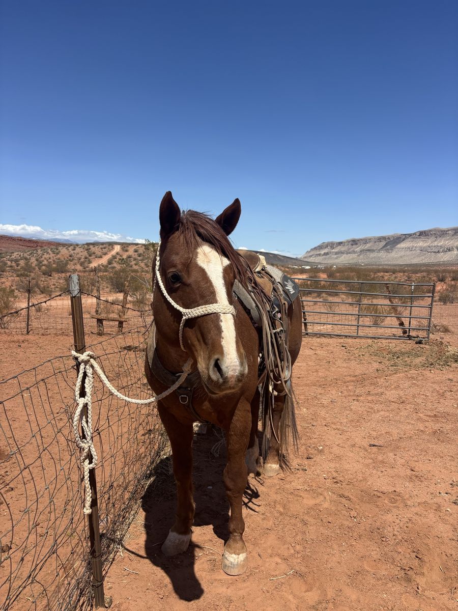 Stallion Service: Son of Duke Joe Jack - Versatile & Gentle Bloodline