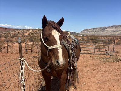 Stallion Service: Son of Duke Joe Jack - Versatile & Gentle Bloodline