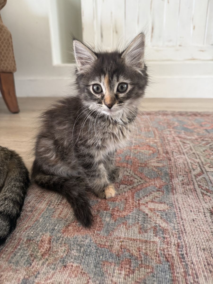 Kittens for Sale
