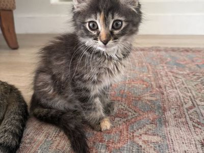 Kittens for Sale