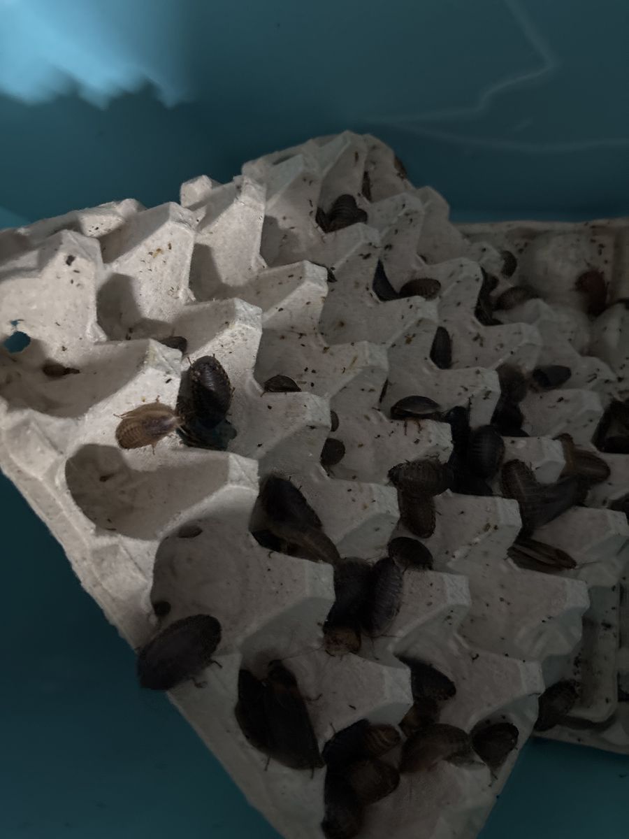 Main image 2