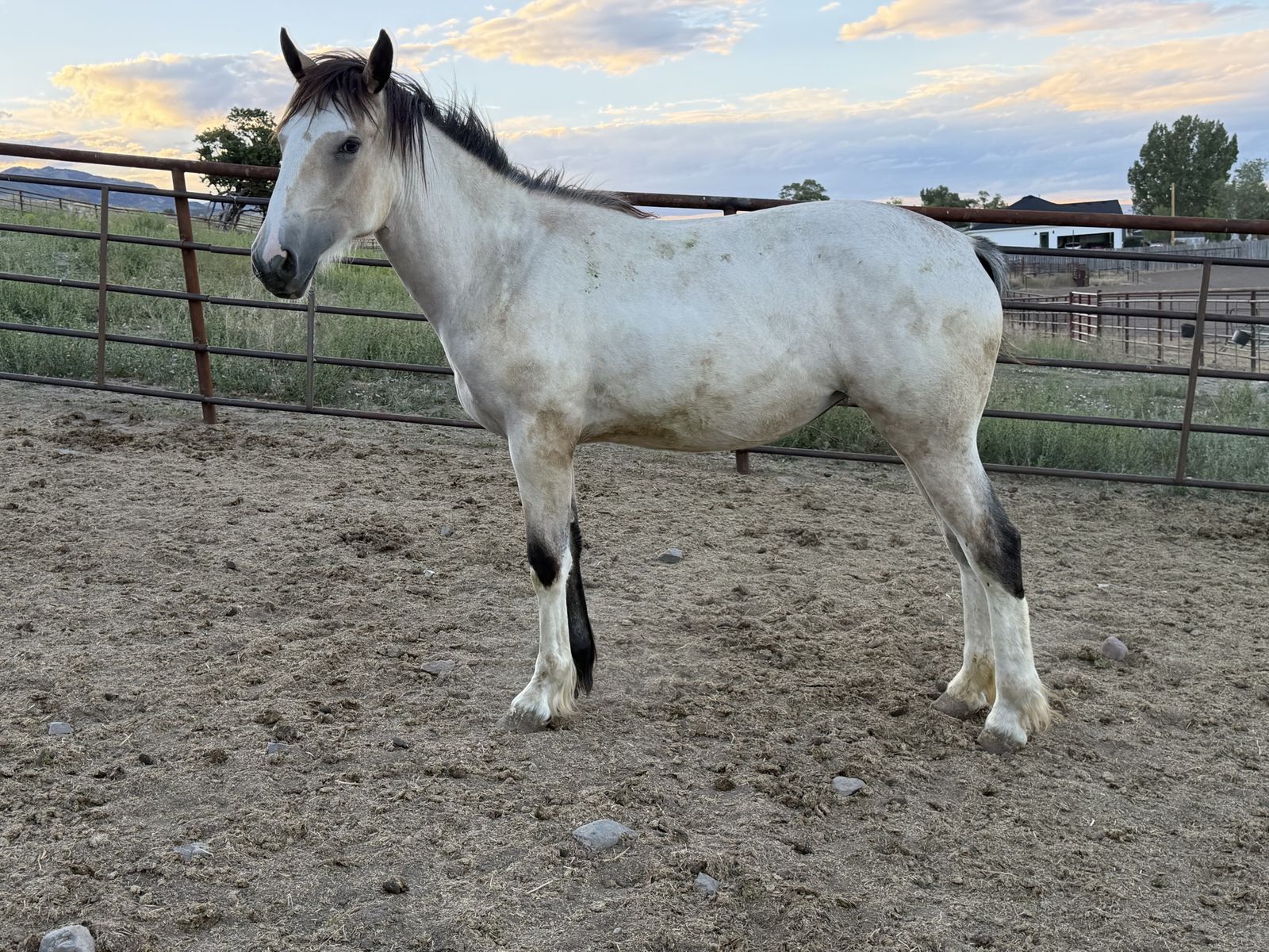 Yearling 1/2 draft filly
