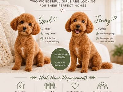 Adult Female Poodles (miniatures)