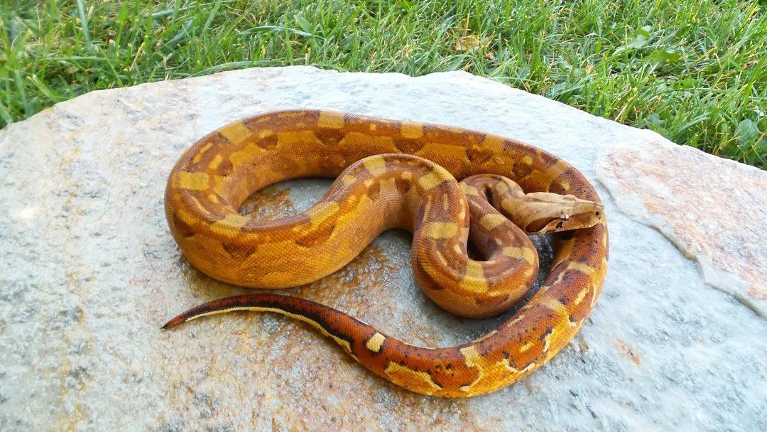 pinkbelly whitewall (salt) HyTec jungle het Vpi T pp (Nezuko) photos updated