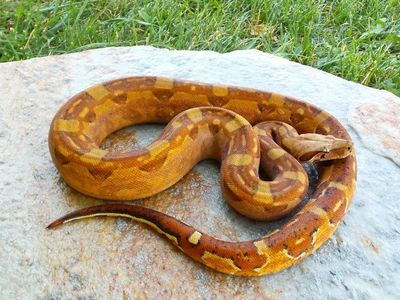 pinkbelly whitewall (salt) HyTec jungle het Vpi T pp (Nezuko) photos updated