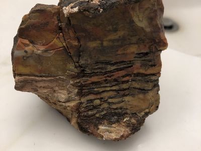 Natural Petrified Wood Rough Mineral Specimen Chunk