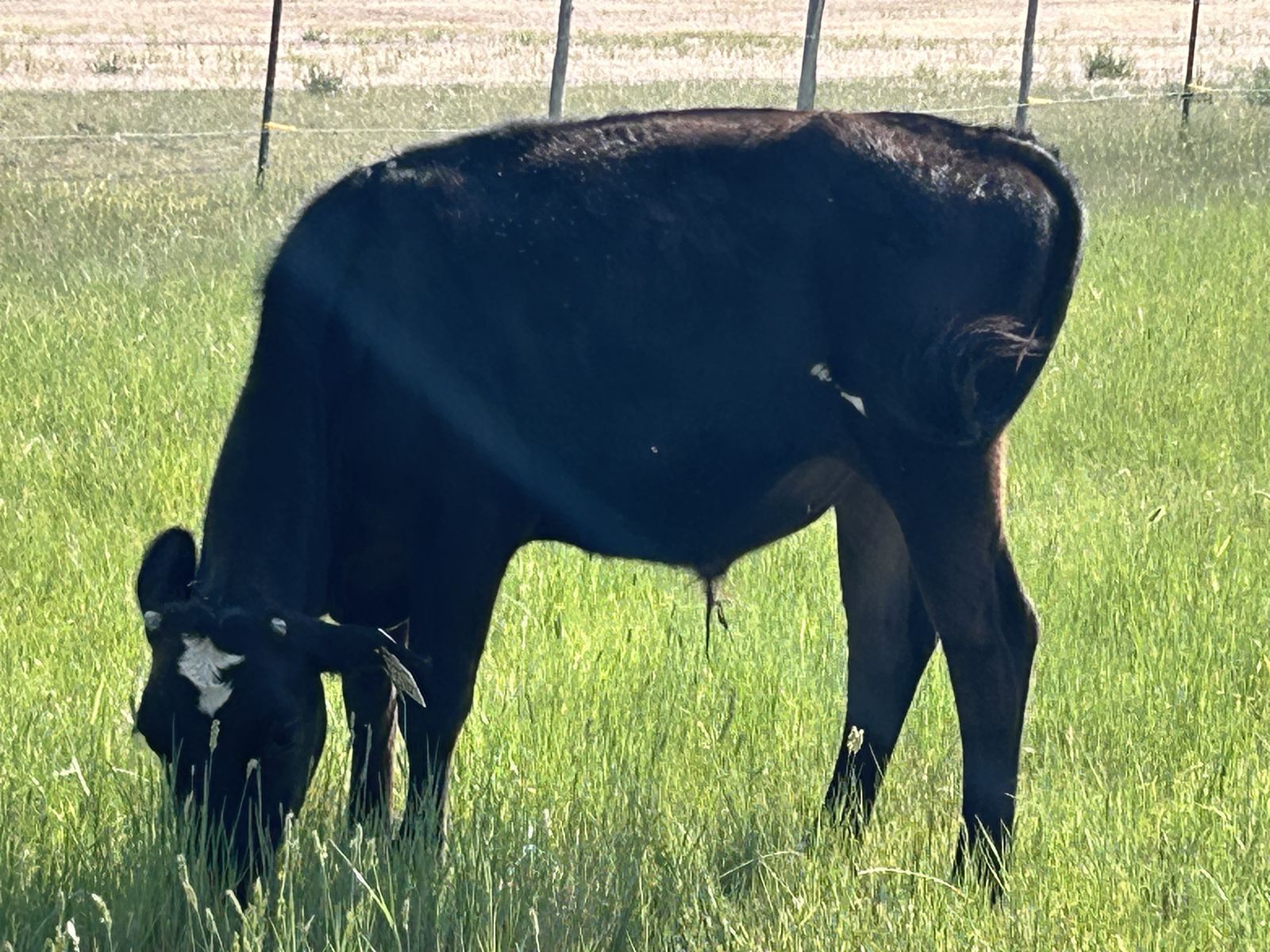 Holstein steer