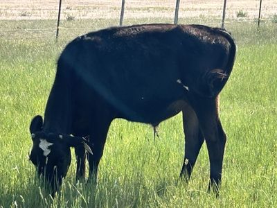 Holstein steer