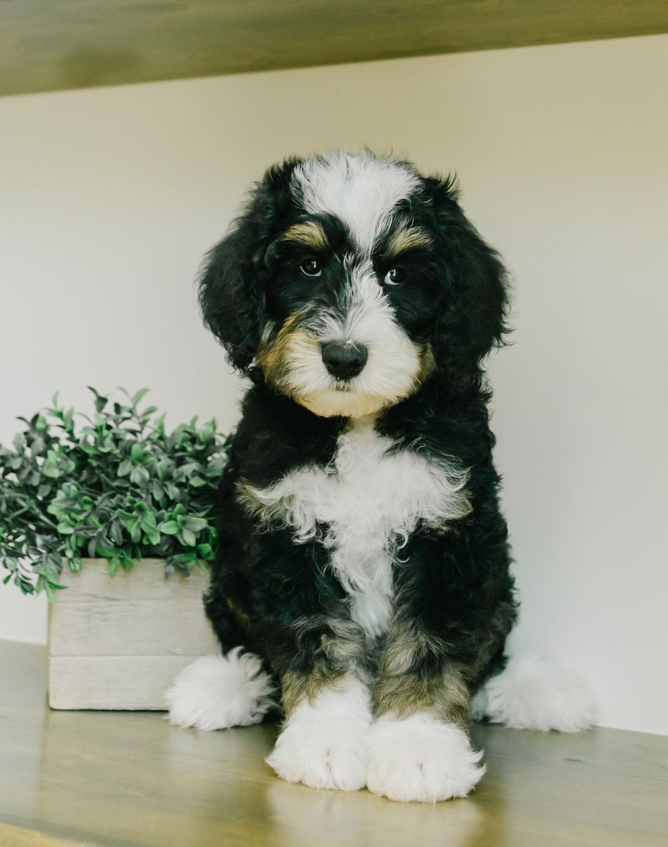 Medium Bernedoodle puppies! Tri color, Merle, and Red Tuxedo!