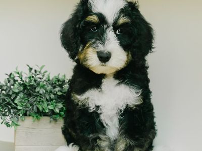 Medium Bernedoodle puppies! Tri color, Merle, and Red Tuxedo!