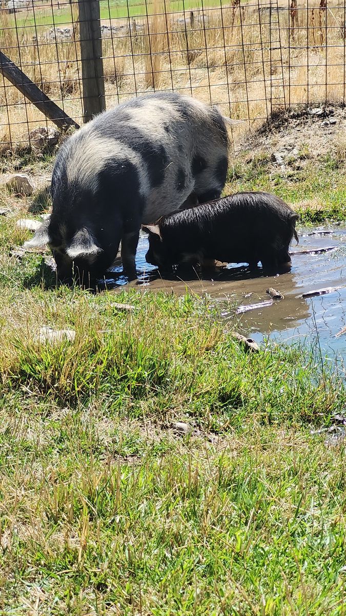 Kunekune piglet