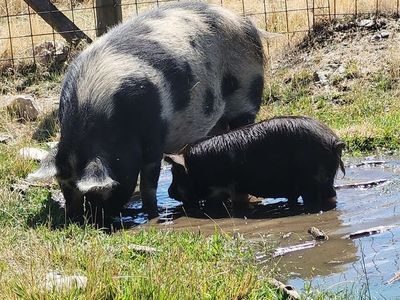 Kunekune piglet