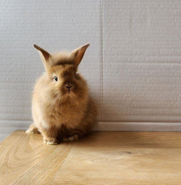 Lion Head mix bunnies