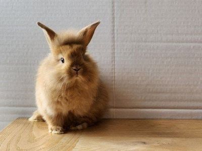 Lion Head mix bunnies