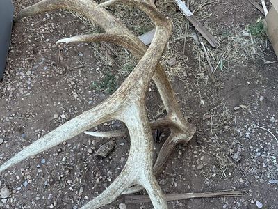 Elk Antlers