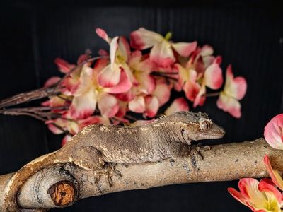 low expression Harley Quinn crested gecko