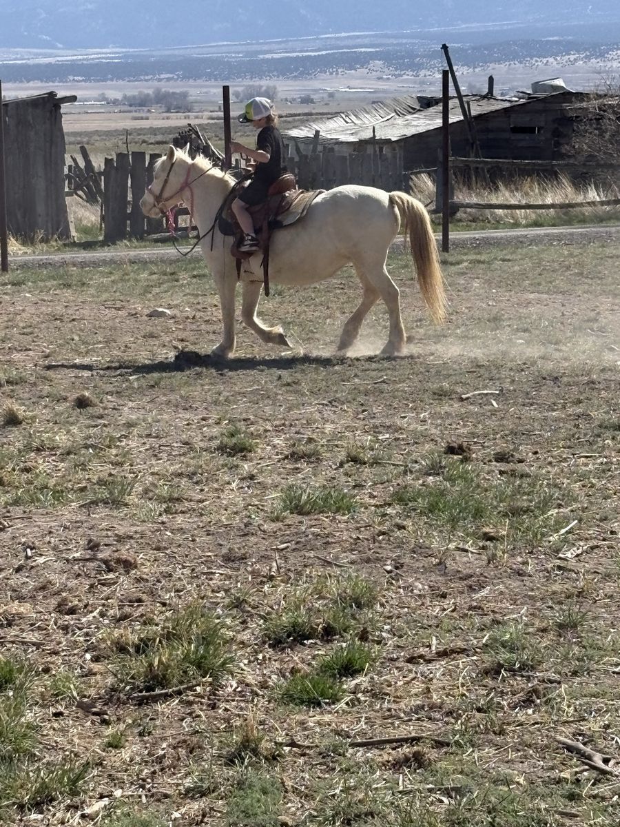 11 year old poa mare