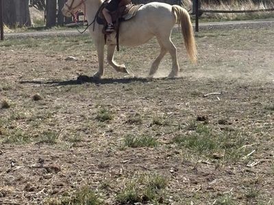 11 year old poa mare