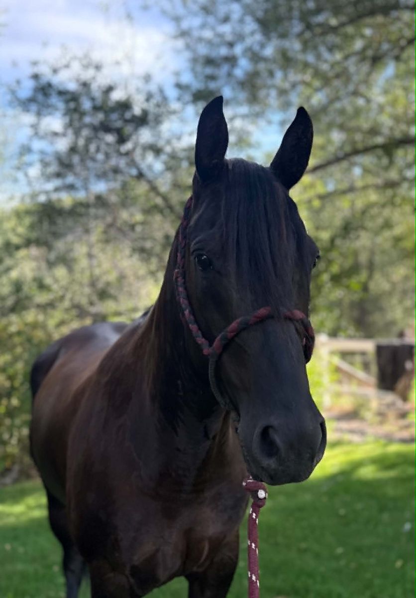 Spartan  9-Year-Old Grade Black Gelding
